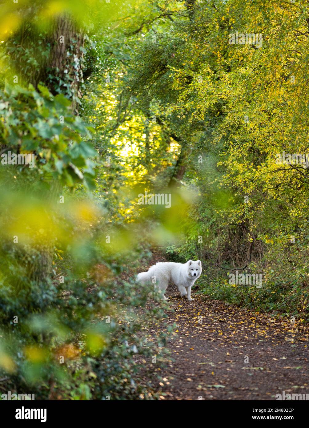 Cucciolo samoyed nel bosco autunnale Foto Stock