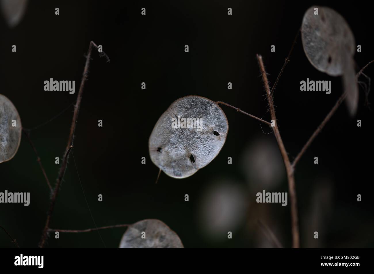 Lunaria annua - pianta di onestà Foto Stock