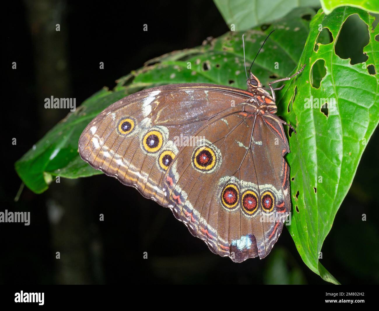 Farfalla Morpho a riposo nella foresta pluviale con ali ripiegate, provincia di Orellana, Ecuador Foto Stock