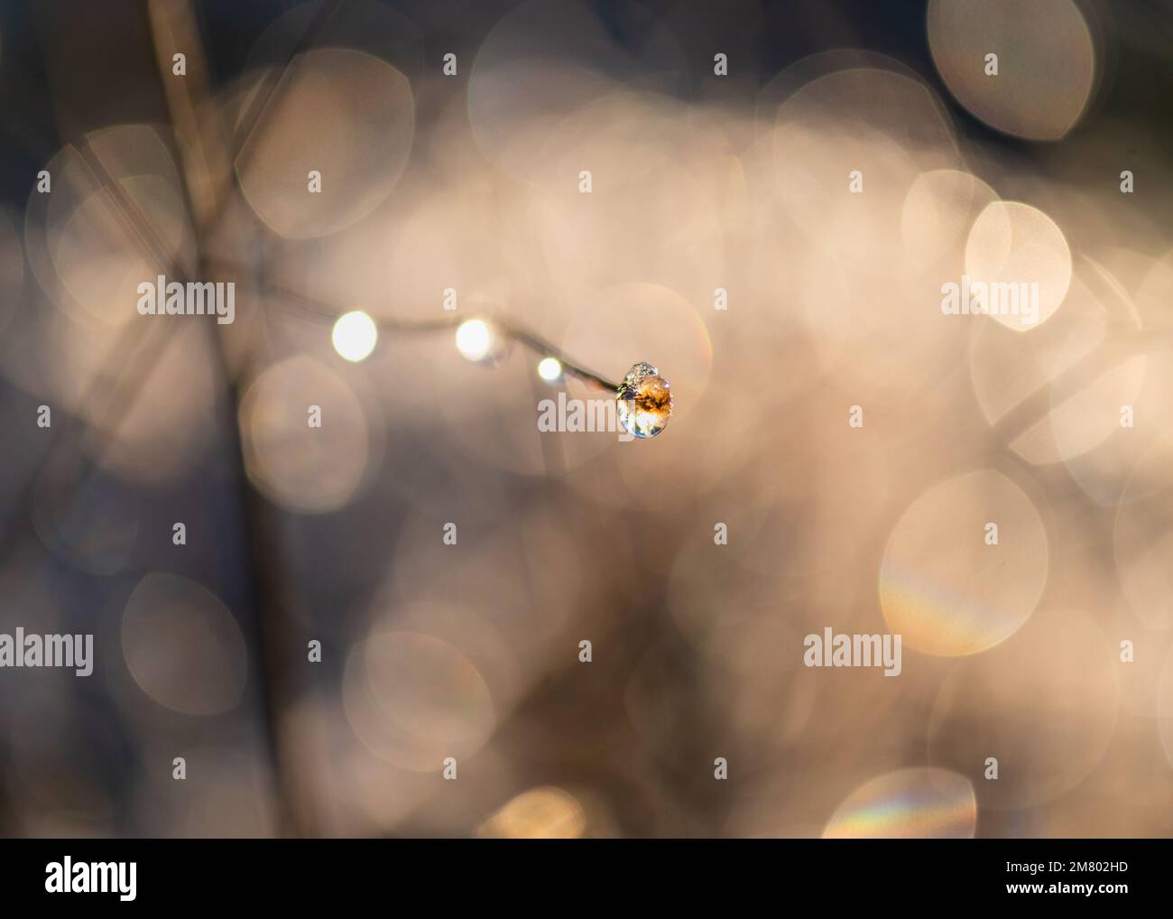 ghiaccio su pianta con bokeh Foto Stock