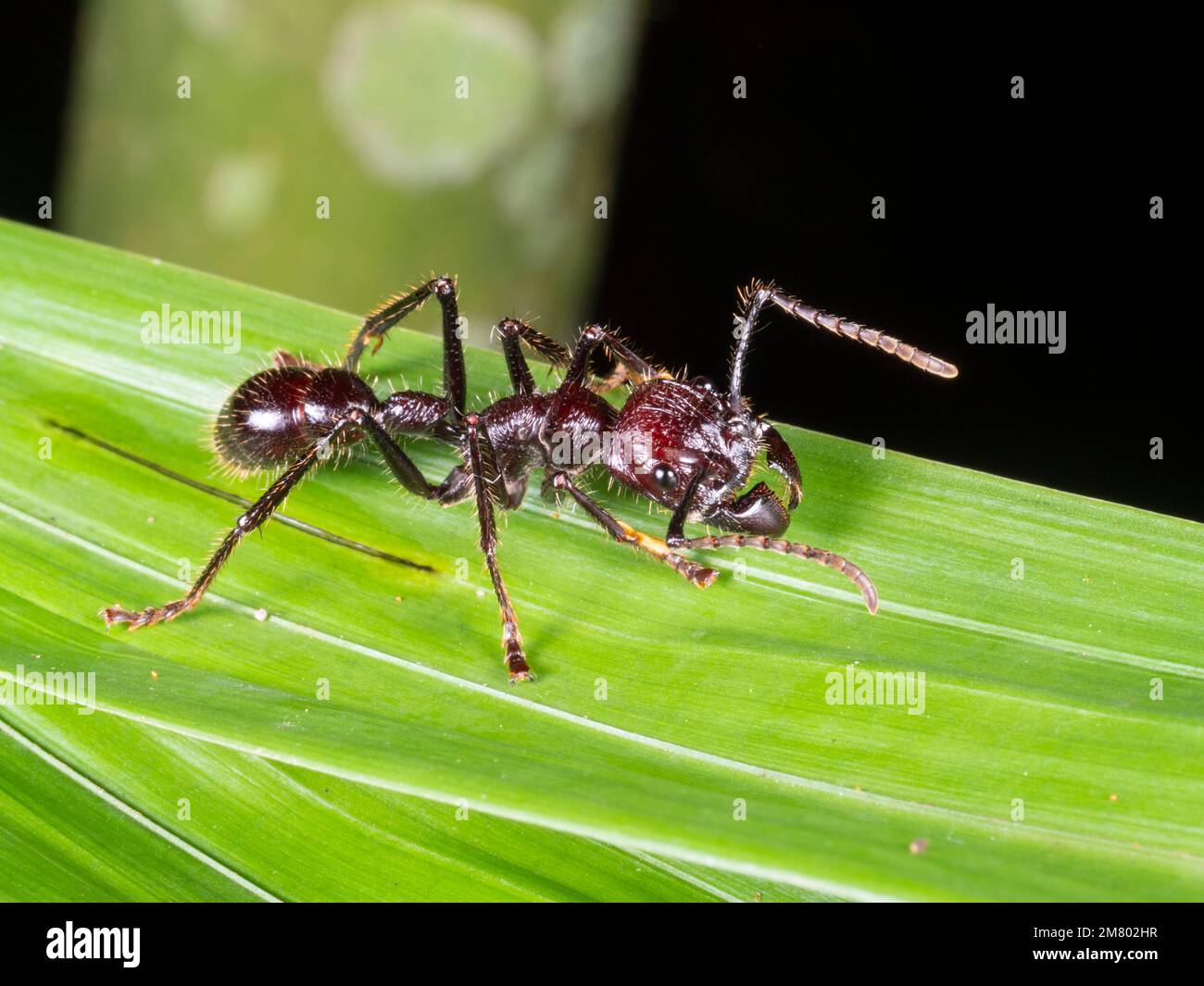 Bullet ANT (Paraponera clavata) su una foglia nella foresta pluviale, provincia di Orellana, Ecuador Foto Stock