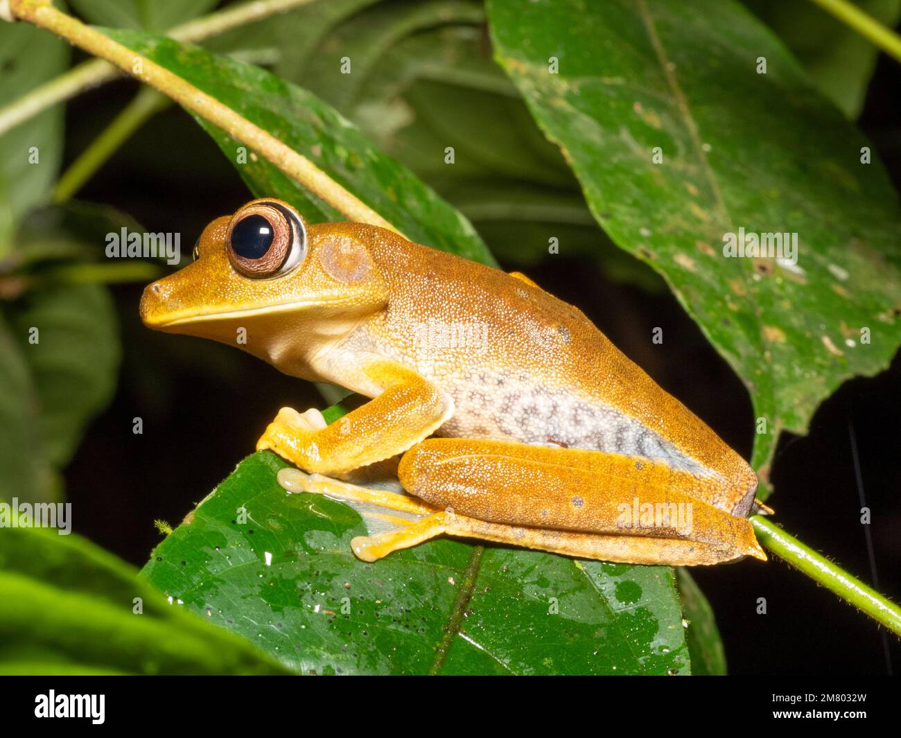 Mappa Tree Frog (Boana ventrimaculata) arroccato nella foresta pluviale sottobosoria, provincia di Orellana, Ecuador Foto Stock