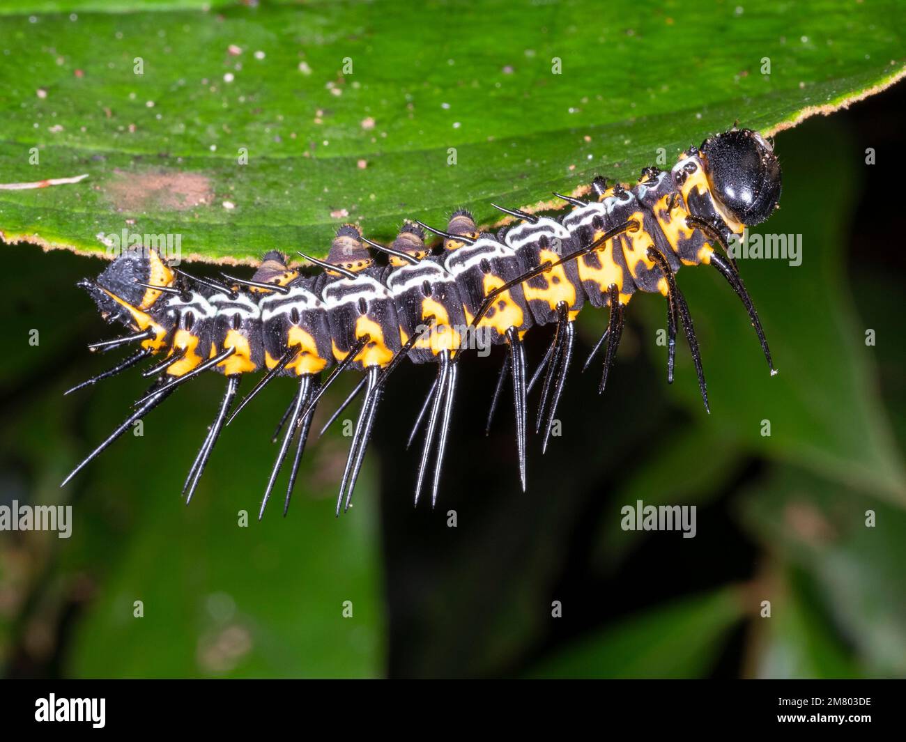 bruco lepidiottero spinoso su una foglia nella foresta pluviale, Orellana proivevince, Ecuador Foto Stock