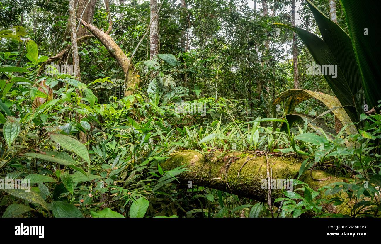 Ramo caduto coperto da felci epifitici e vegetazione rigenerante, nella foresta pluviale, provincia di Orellana, Ecuador Foto Stock