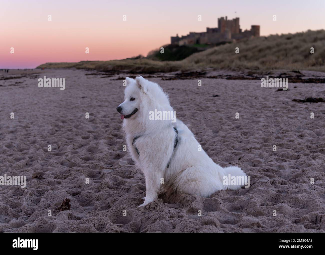 Cucciolo di Samoyed sulla spiaggia di Bamburgh al tramonto, Regno Unito Foto Stock