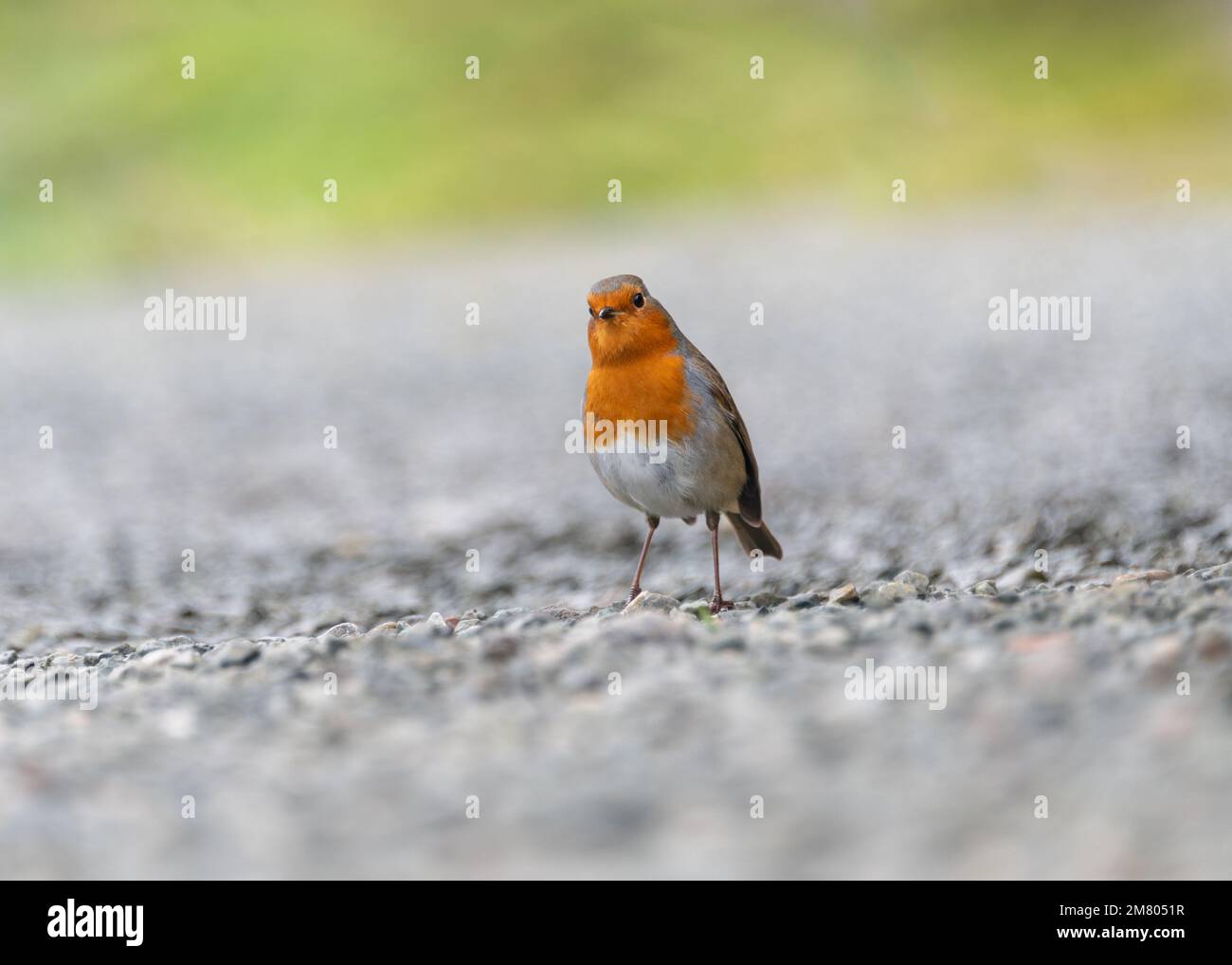 Robin Foto Stock
