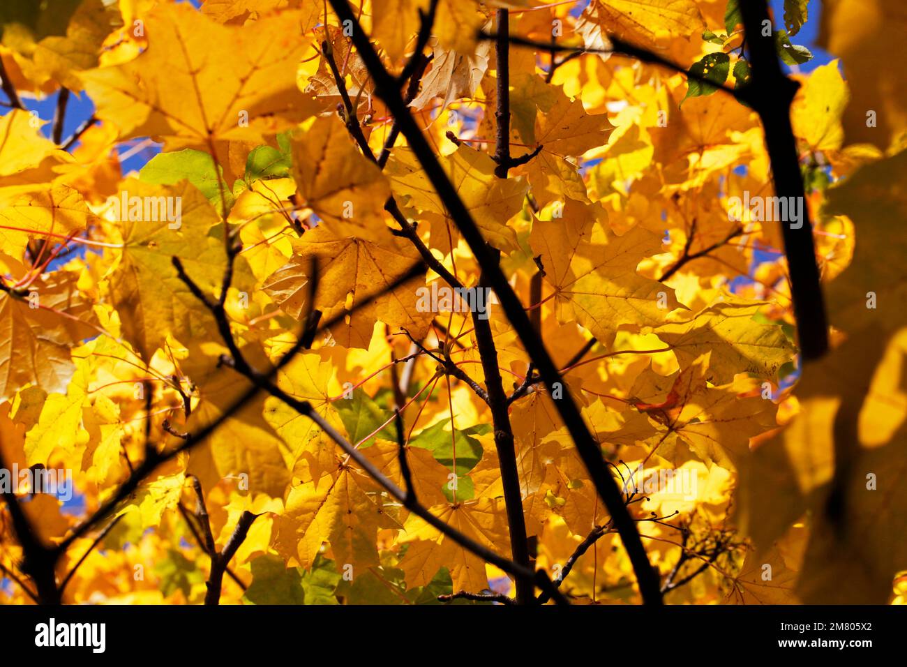 Sycamore lascia un albero in autunno. Redcar Italia. 02/11/2021 Fotografia: Stuart Boulton Foto Stock