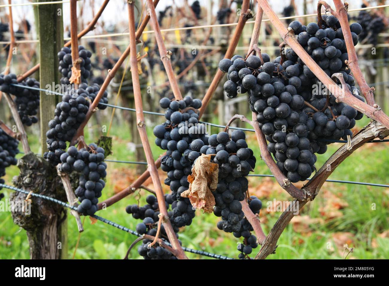 Uva per la produzione di vino ghiacciato - questa uva viene raccolta solo dopo il gelo invernale Foto Stock