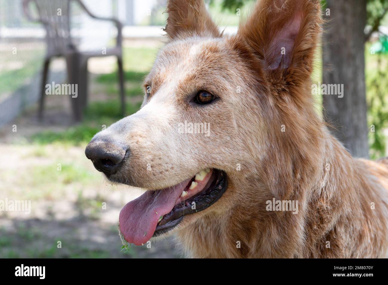 Cane al riparo di animali fuori in attesa di adozione Foto Stock