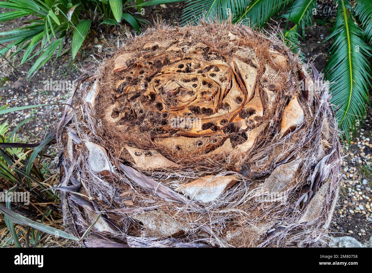 PALMA ATTACCATO DAL DOLCE ROSSO CHE SCAVA GALLERIE NEL SUO TRONCO CAUSANDO LA MORTE DEGLI ALBERI IN POCHI ANNI, PARC AURELIEN, FREJUS, VAR, FRANCIA Foto Stock