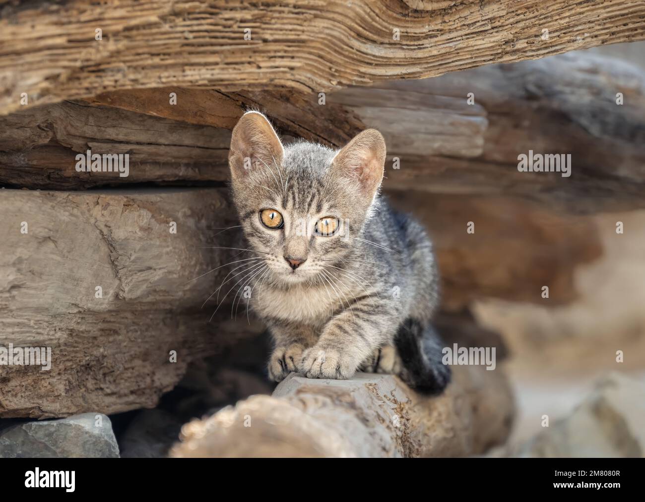 Carino piccolo gattino tabby che riposa su una pila di tronchi e che guarda curiosamente con gli occhi belli, la Grecia Foto Stock