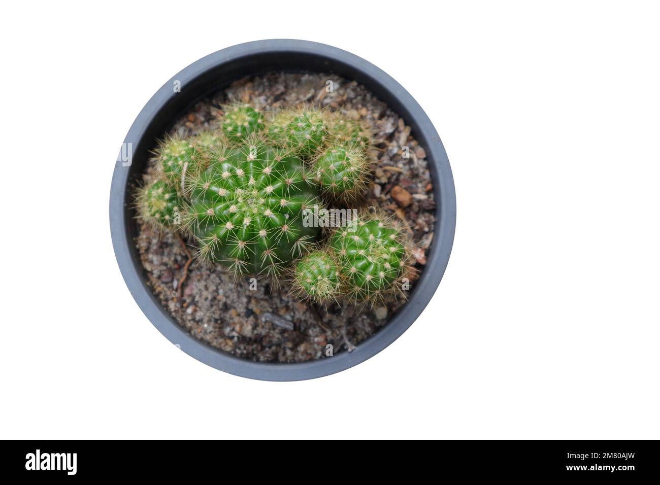 Vista dall'alto di una pianta di Cactus che cresce in una pentola di plastica nera su sfondo isolato Foto Stock