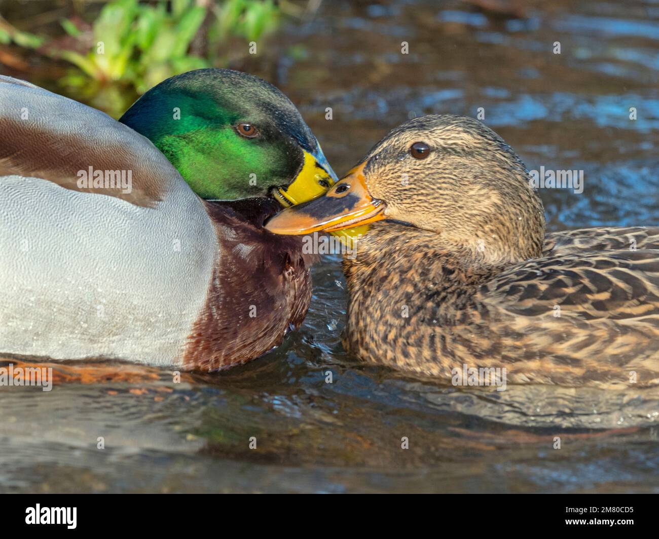 Mallard anus platyrhyncha maschio e femmina combattimenti invernali Norfolk Foto Stock