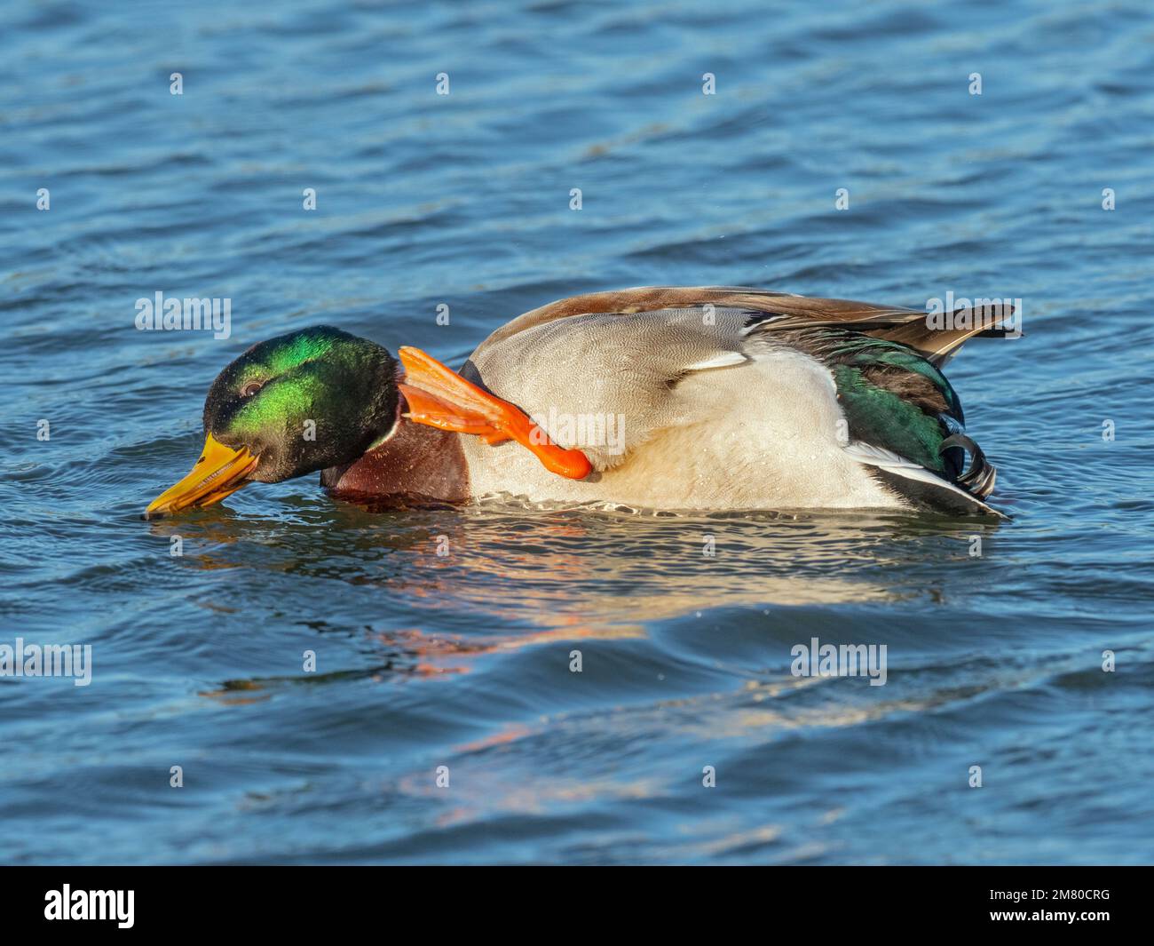 Mallard Anas platyrhyncha drake testa graffiante in inverno Norfolk Foto Stock