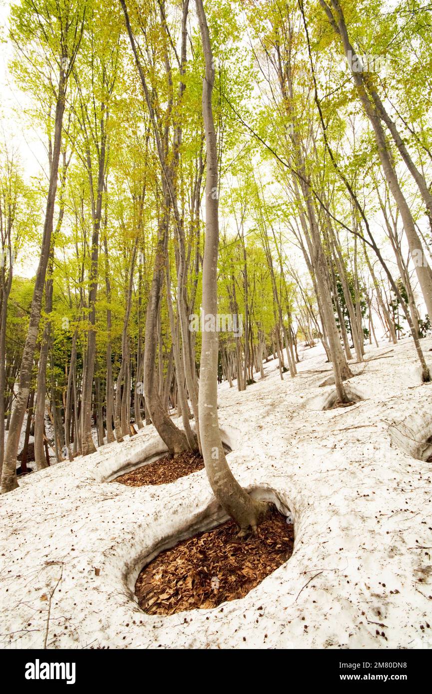 La foresta di faggi nel paese montuoso della neve del Giappone, dove la neve spinge i tronchi in forme curve e si scioglie in modo disuniforme intorno agli alberi. Foto Stock