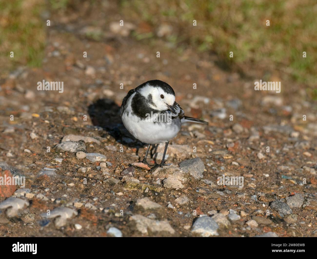 Pied Wagtail Motacilla alba alimentazione in inverno Norfolk Foto Stock