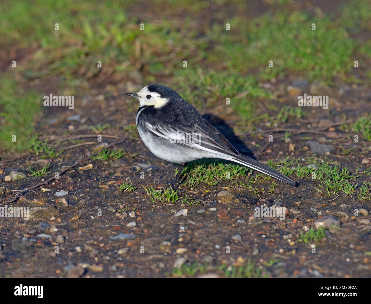 Pied Wagtail Motacilla alba alimentazione in inverno Norfolk Foto Stock