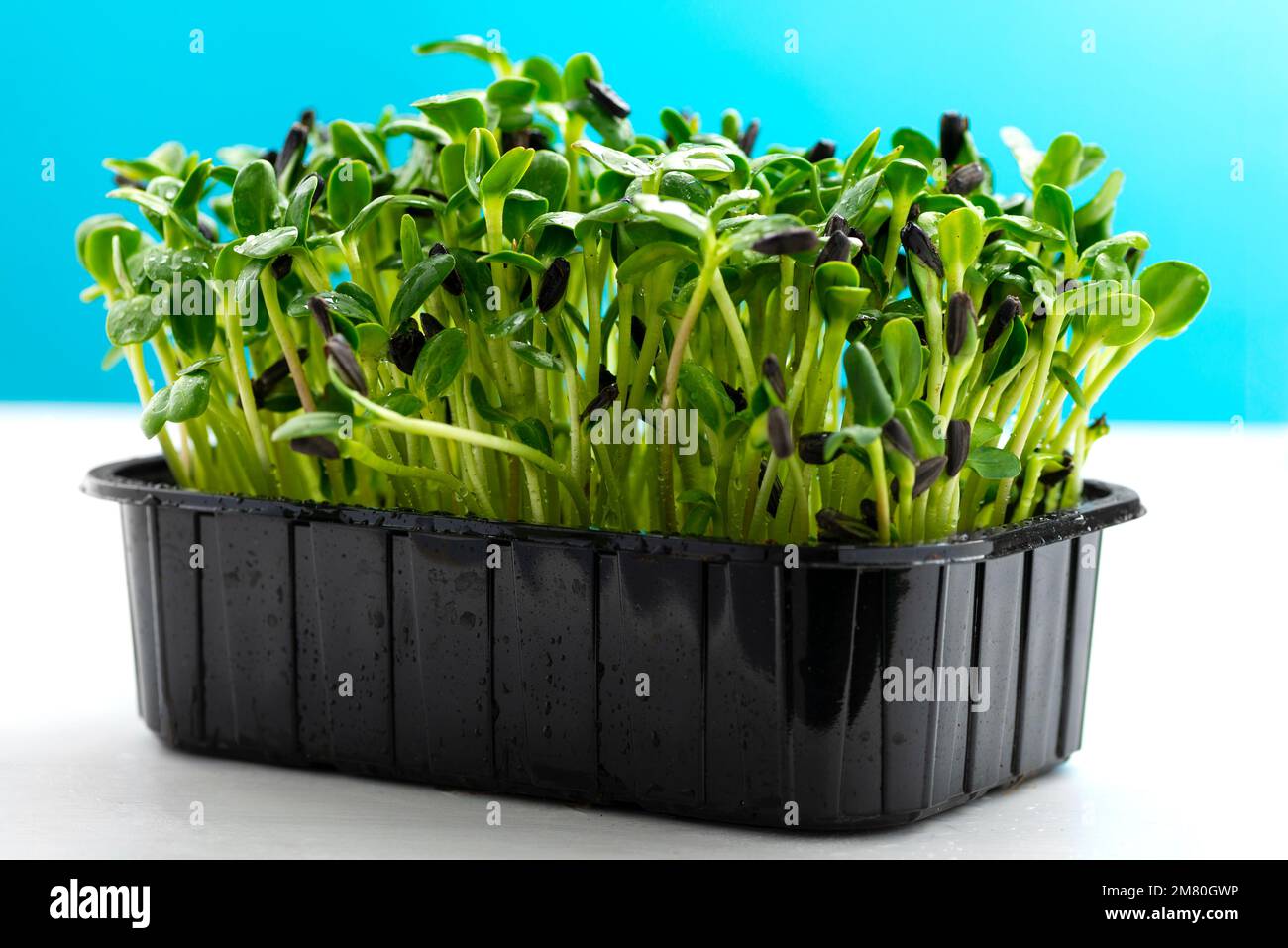 Il girasole si presenta in un vassoio di plastica su sfondo blu. I germogli di Microgreen sono alimenti sani e freschi. Foto Stock