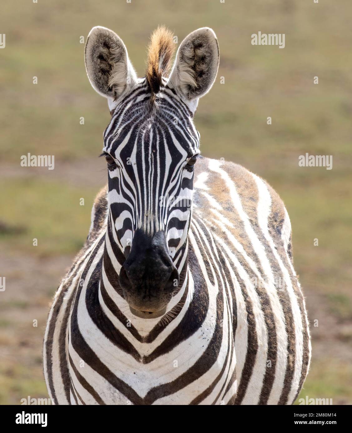 Ritratto frontale della zebra, Parco Nazionale di Amboseli, Kenya Foto Stock