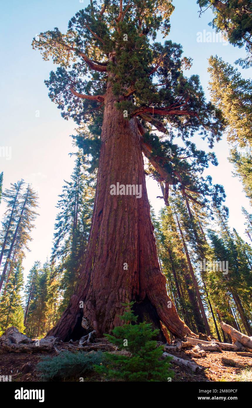 Immagine composita del Gigante Grizzly; la sequoia gigante più famosa del Parco Nazionale di Yosemite nel Mariposa Grove Foto Stock