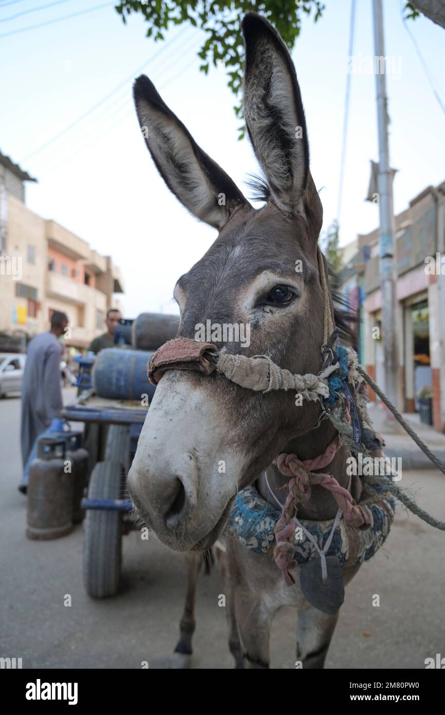 Esel, Karren Luxor, Ägypten Foto Stock