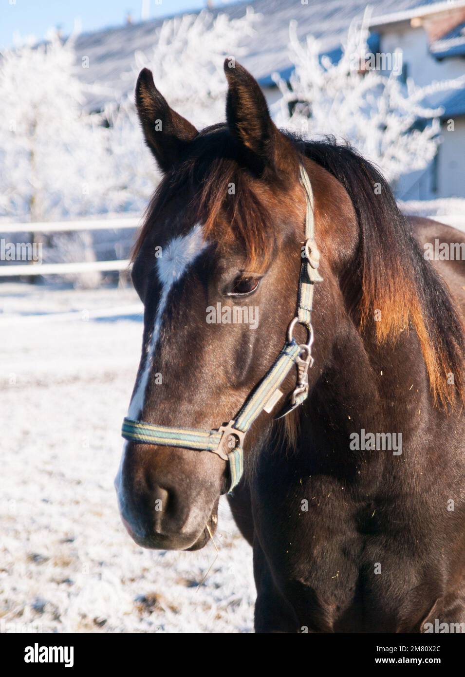 Giovane fallo con balena sul paddock invernale nel centro equino. Scenario agricolo. Foto Stock