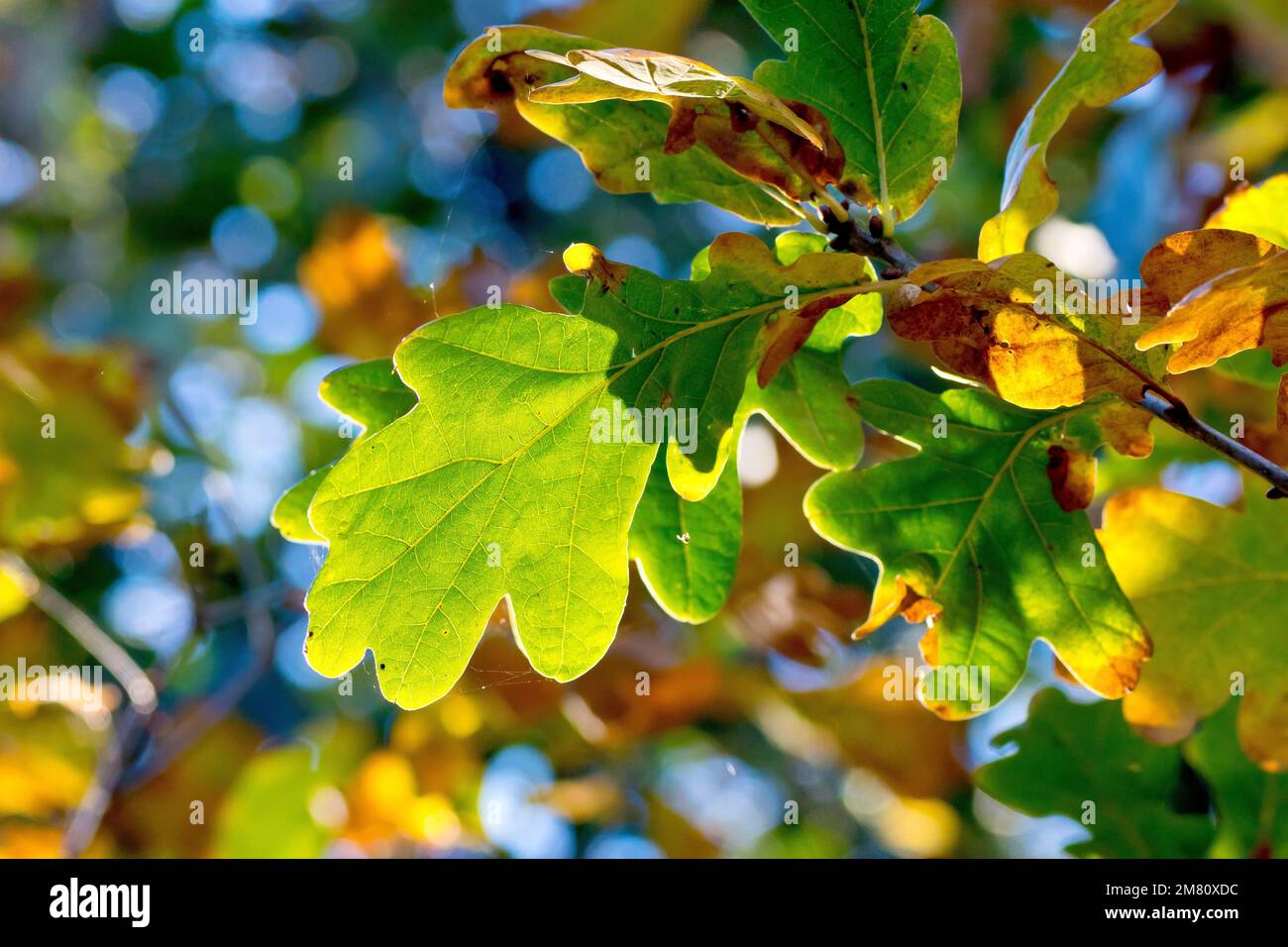Quercia sesile o durmast (quercus petrea), forse quercia inglese o peduncola (quercus robur), primo piano di foglie retroilluminate che cambiano colore in autunno. Foto Stock