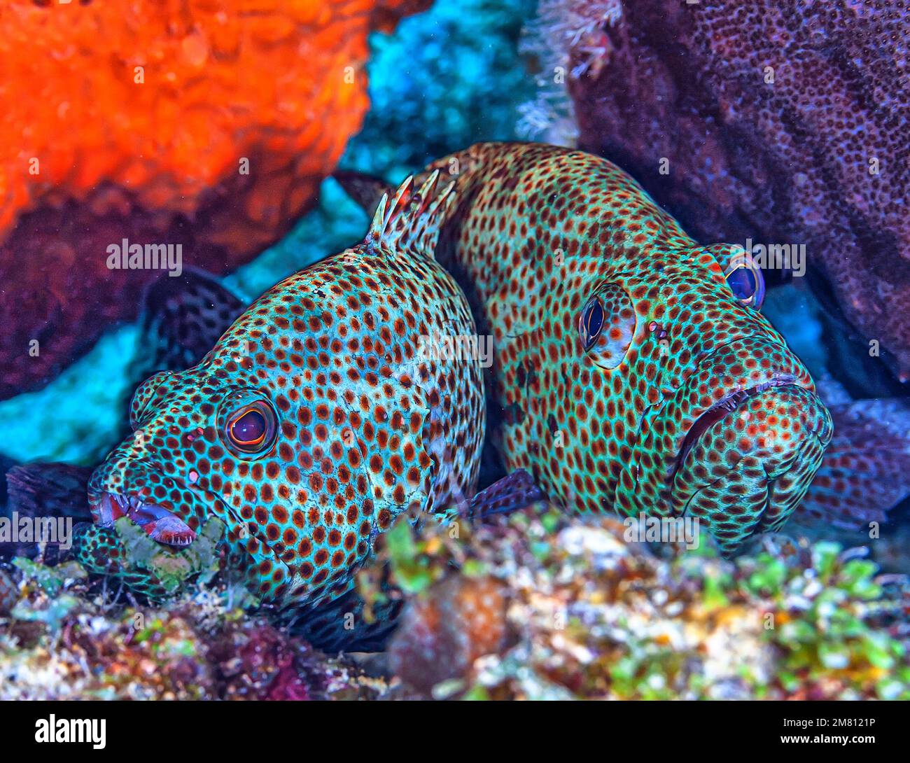 Cephalopholis fulva, il coney o il butterfish, è una specie di pesci marini con pinne di raggio, un cernario della sottofamiglia Epinephelinae Foto Stock