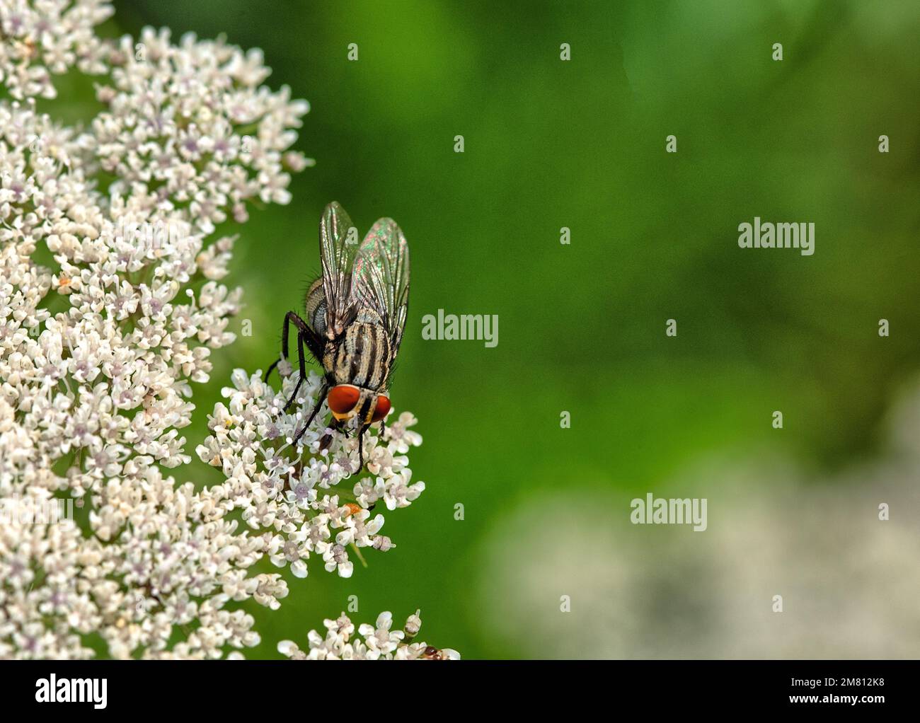 Housefly, Musca domestica è una mosca del subordine Cyclorrhapha. Foto Stock