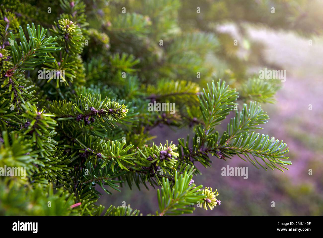 Albero di Natale che cresce nella foresta. Aby nordmanniana. L'abete Nordmann è una delle specie più importanti coltivate per l'albero di Natale. Foto Stock