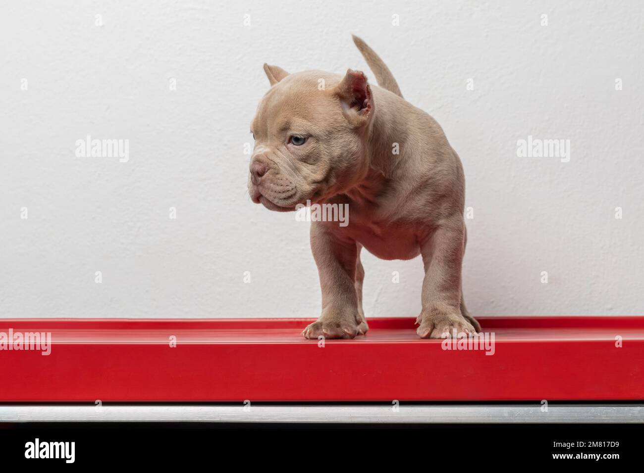 cucciolo bullo americano, in piedi su una superficie rossa, guardando al lato. Foto Stock