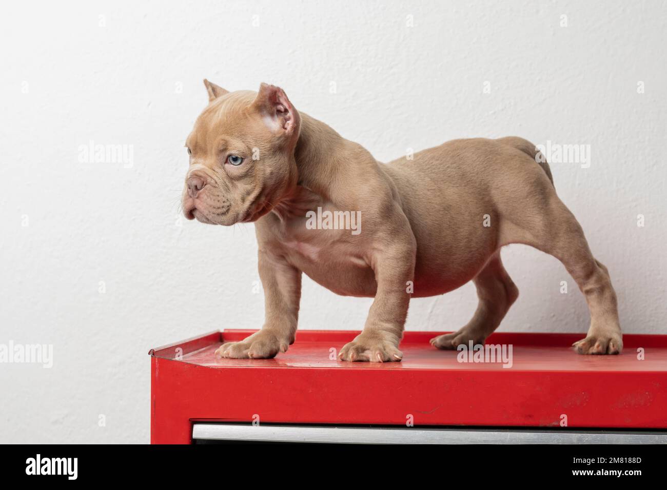 un cucciolo bullo americano, posato su una base rossa, guardando a lato, con spazio copia. Foto Stock