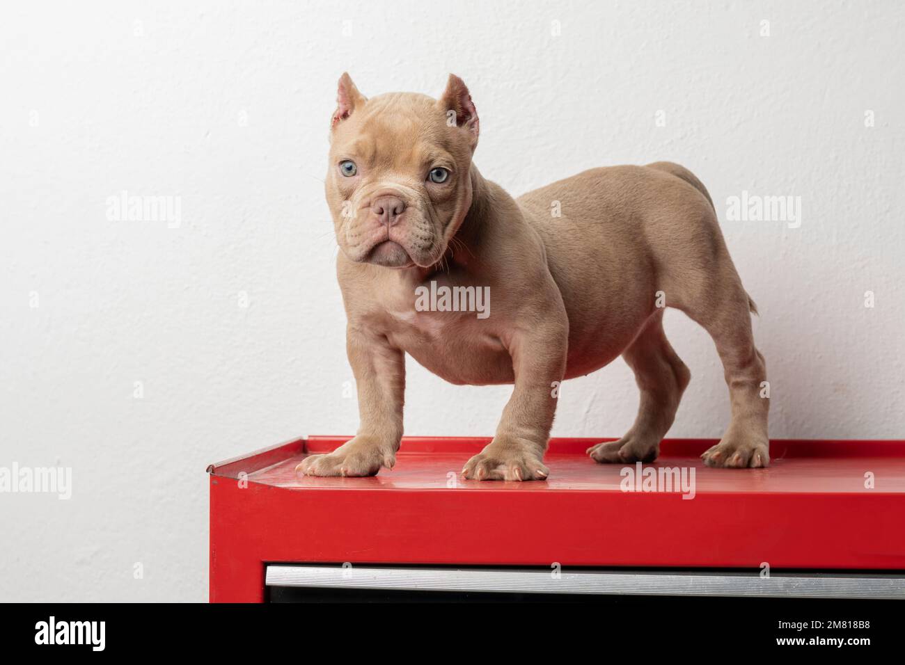 un cucciolo bullo americano, posato su una base rossa, guardando a lato, con spazio copia. Foto Stock
