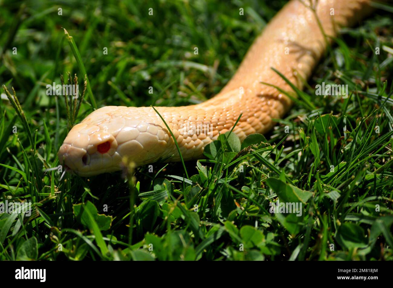 Monocled cobra (Naja kaouthia) Foto Stock