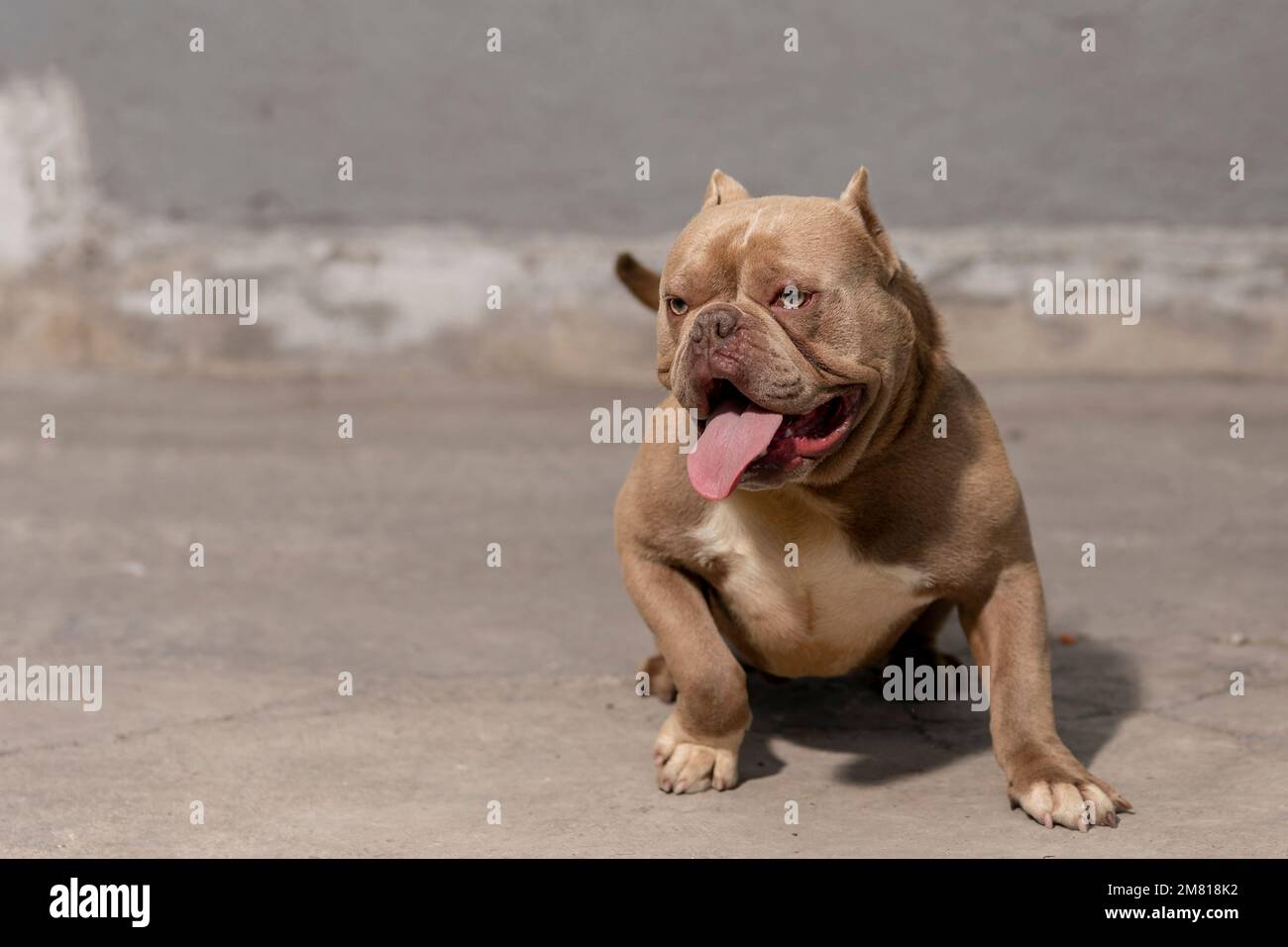 Cane americano di razza bully seduto sul pavimento ansimando Foto Stock