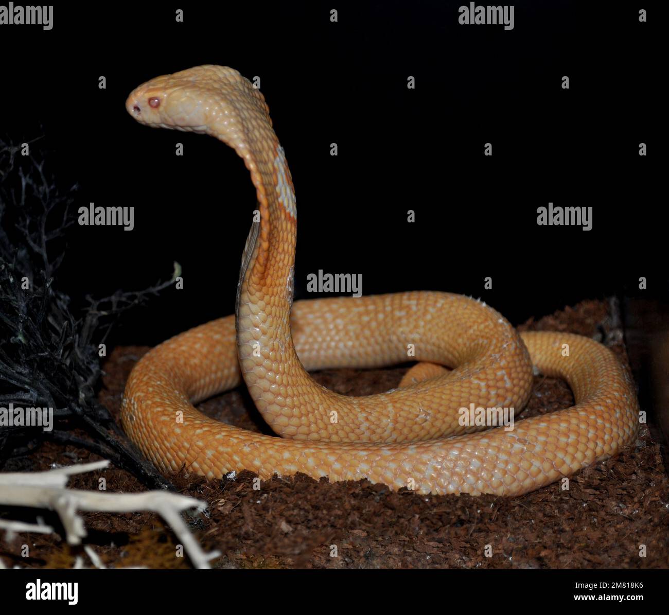 Monocled cobra (Naja kaouthia) Foto Stock
