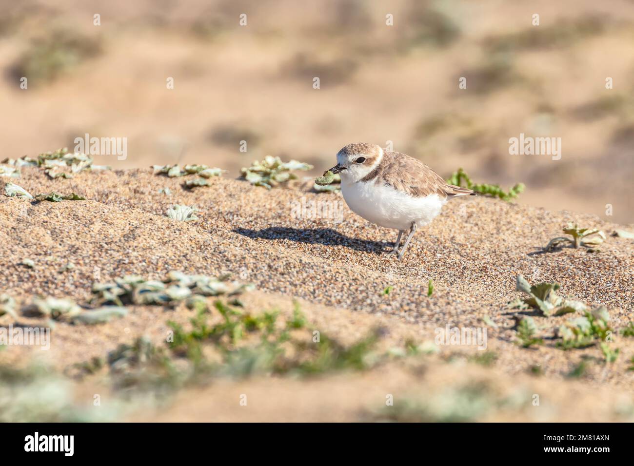 Specie minacciate spolvero innevato occidentale Charadrius nivosus, con la sua preda, a Point Reyes National Seashore, California, USA. Foto Stock