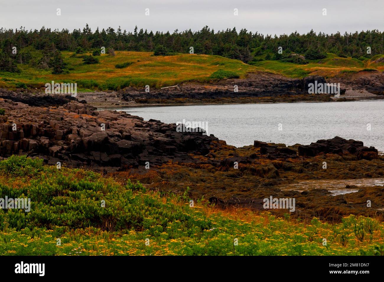 I bellissimi colori lungo la costa del Long Island Conservation Lands, Nova Scotia. Foto Stock