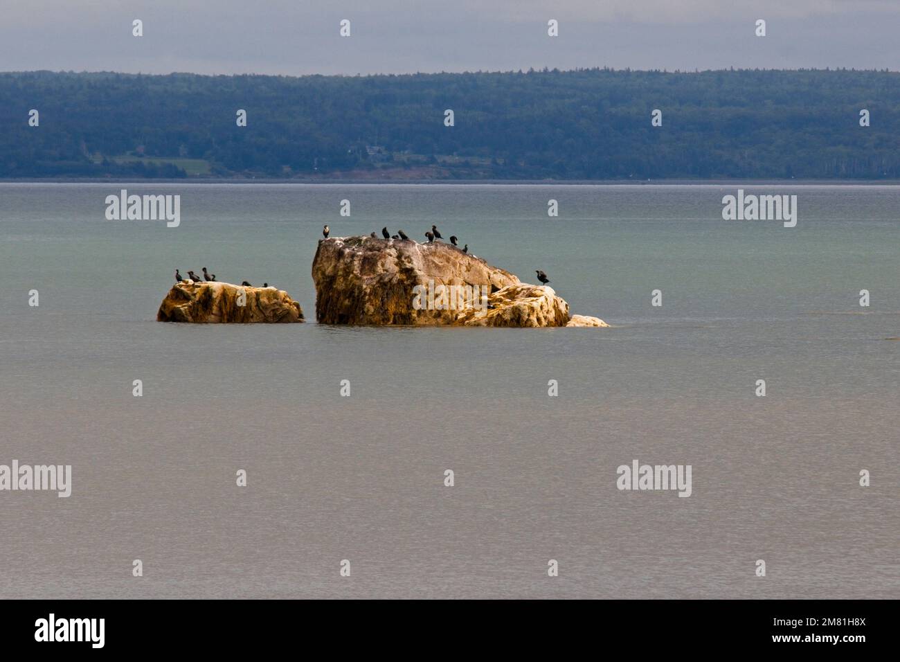 Un gabbiano di pendolari a doppia cresta che si rilassano su un'isola rocciosa al largo della costa di Digby, Nuova Scozia. Foto Stock