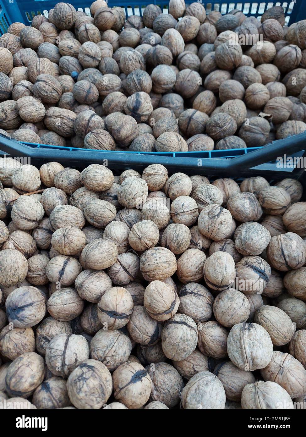 scatole di noci. stoccaggio e cernita di raccolti di frutta a guscio in azienda. Foto di alta qualità Foto Stock