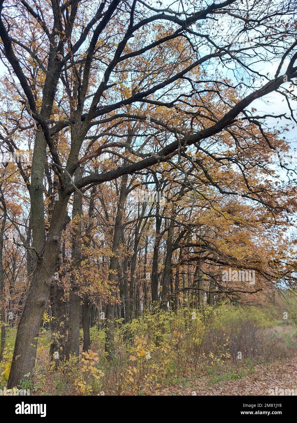 Autunno foresta. Foglie cadute sulla terra. Giallo autunno foresta. Foto di alta qualità Foto Stock