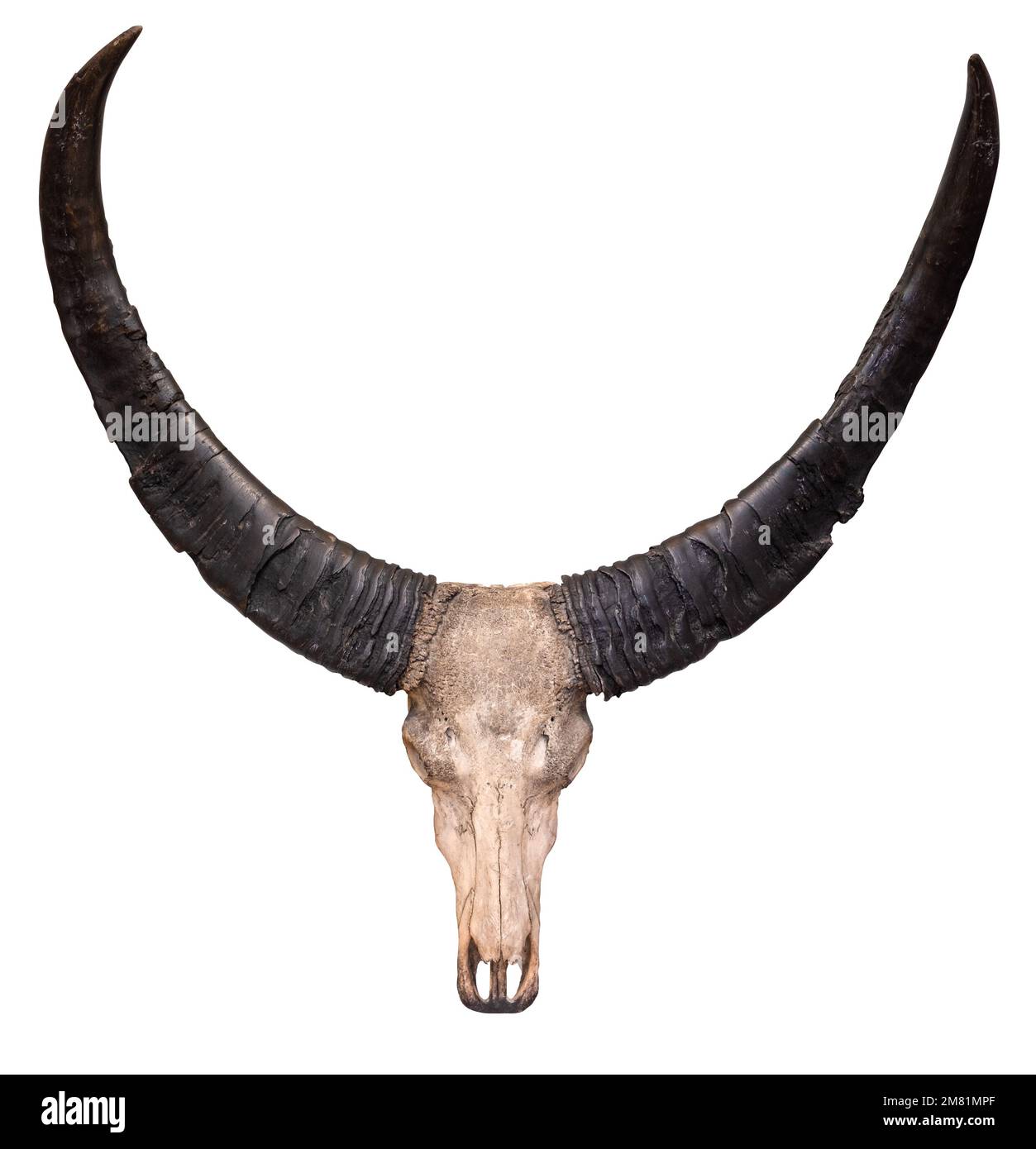 Cranio e corni di Una mucca isolati su uno sfondo bianco Foto Stock