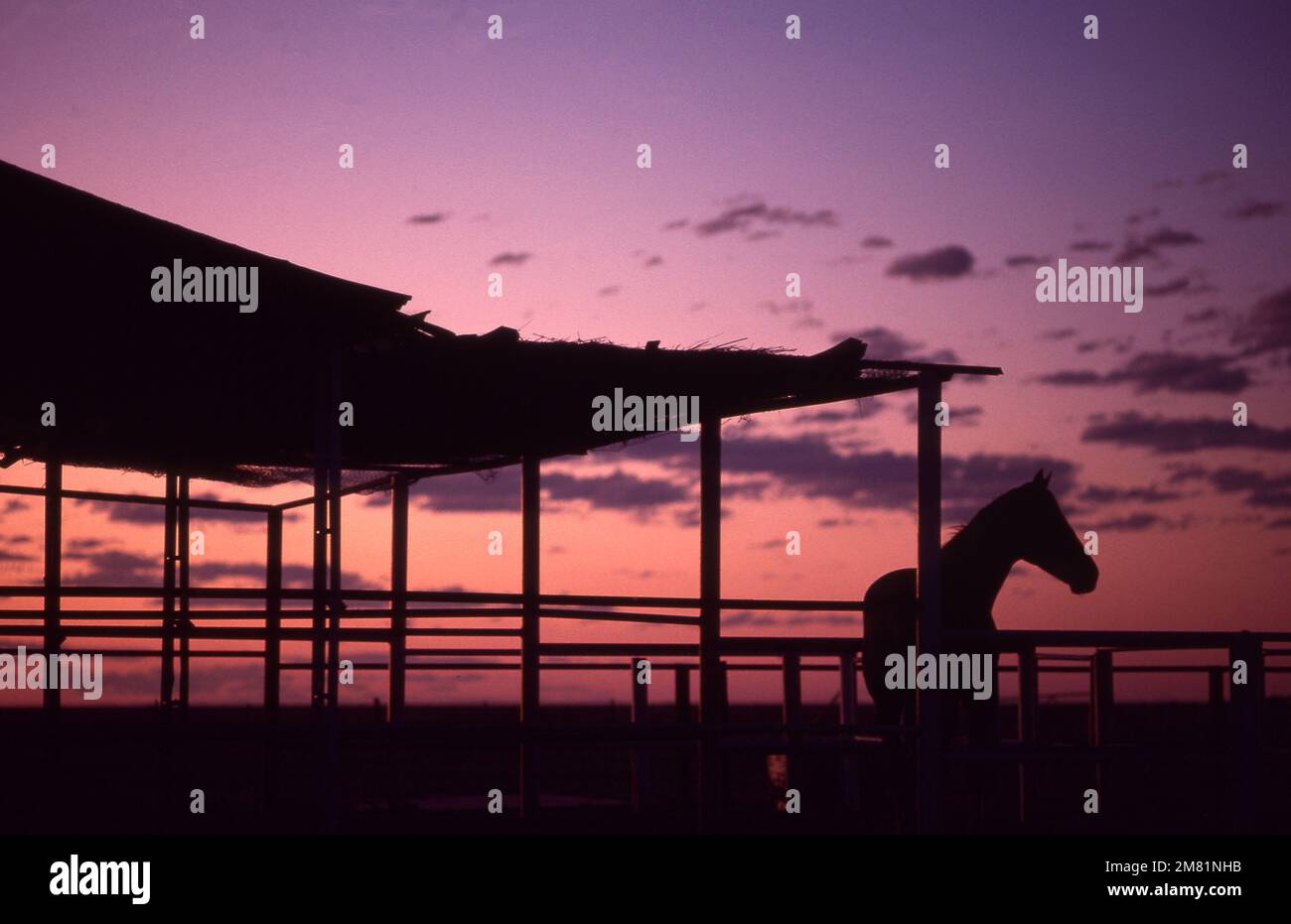 SCENA RURALE AUSTRALIANA AL TRAMONTO NEL CENTRO DELL'AUSTRALIA CON VECCHIO RIPARO E SILOUETTO DI UN CAVALLO DA TRASPORTO. Foto Stock