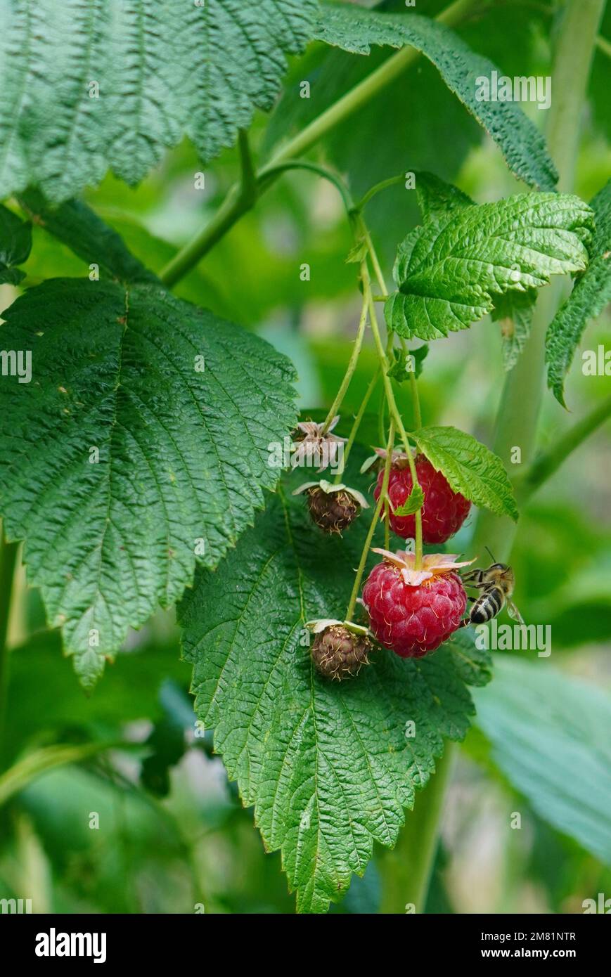 Primo piano di frutti di lampone rossi su ramoscello con foglie verdi e un'ape che si nutrono da una bacca Foto Stock