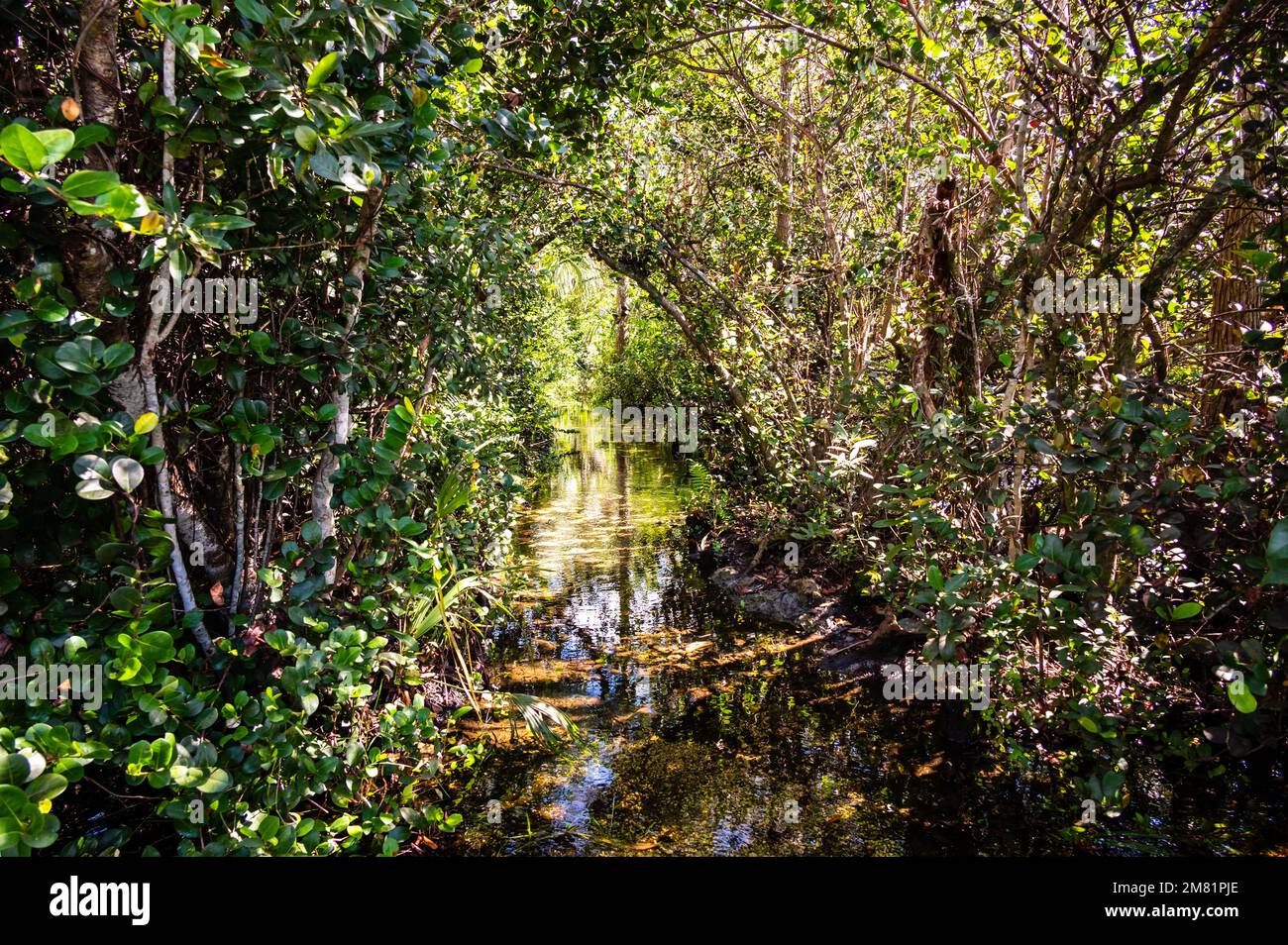 Riverway attraverso alberi di mangrovie nella palude delle everglades a Everglade City, Florida. Foto Stock