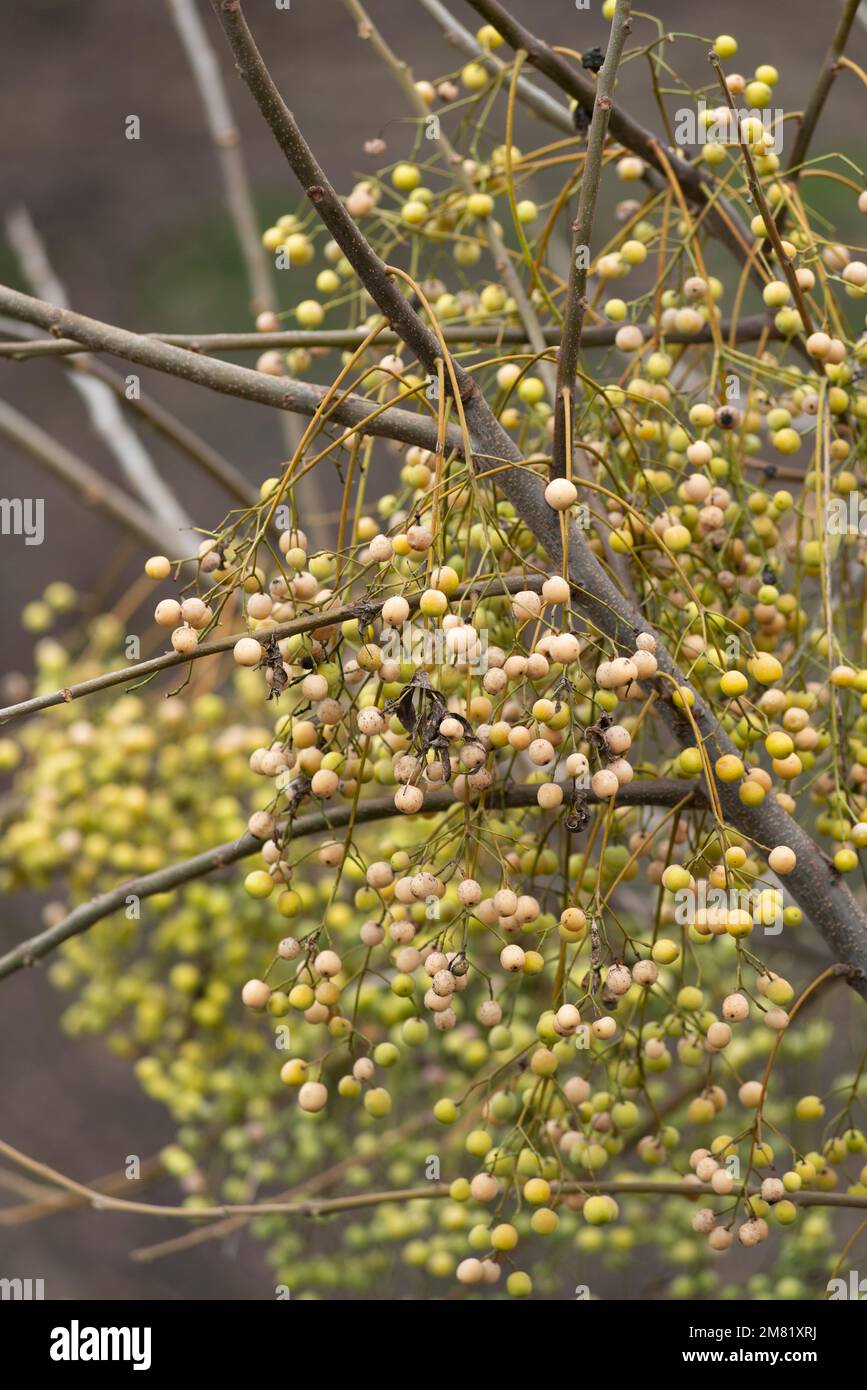 Italia, Lombardia, Persiano Lilac, Chinaberry Tree, Melia Azedarach, Frutta in inverno Foto Stock