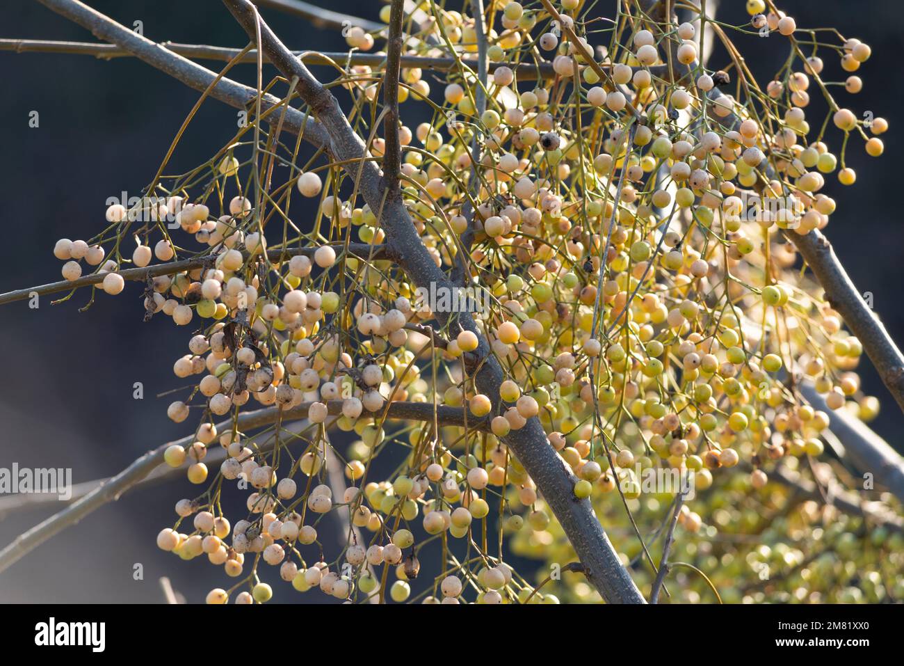 Italia, Lombardia, Persiano Lilac, Chinaberry Tree, Melia Azedarach, Frutta in inverno Foto Stock