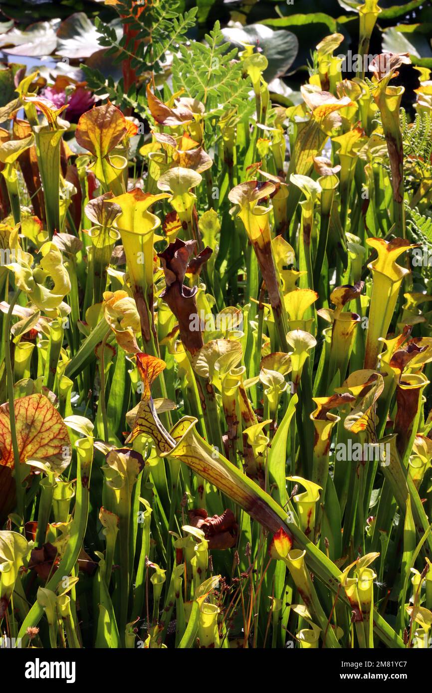 Gelbe Schlauchpflanze (Sarracenia flava), fleischfressende Pflanze im Botanischen Garten, Nordrhein-Westfalen, Deutschland, Bonn Foto Stock