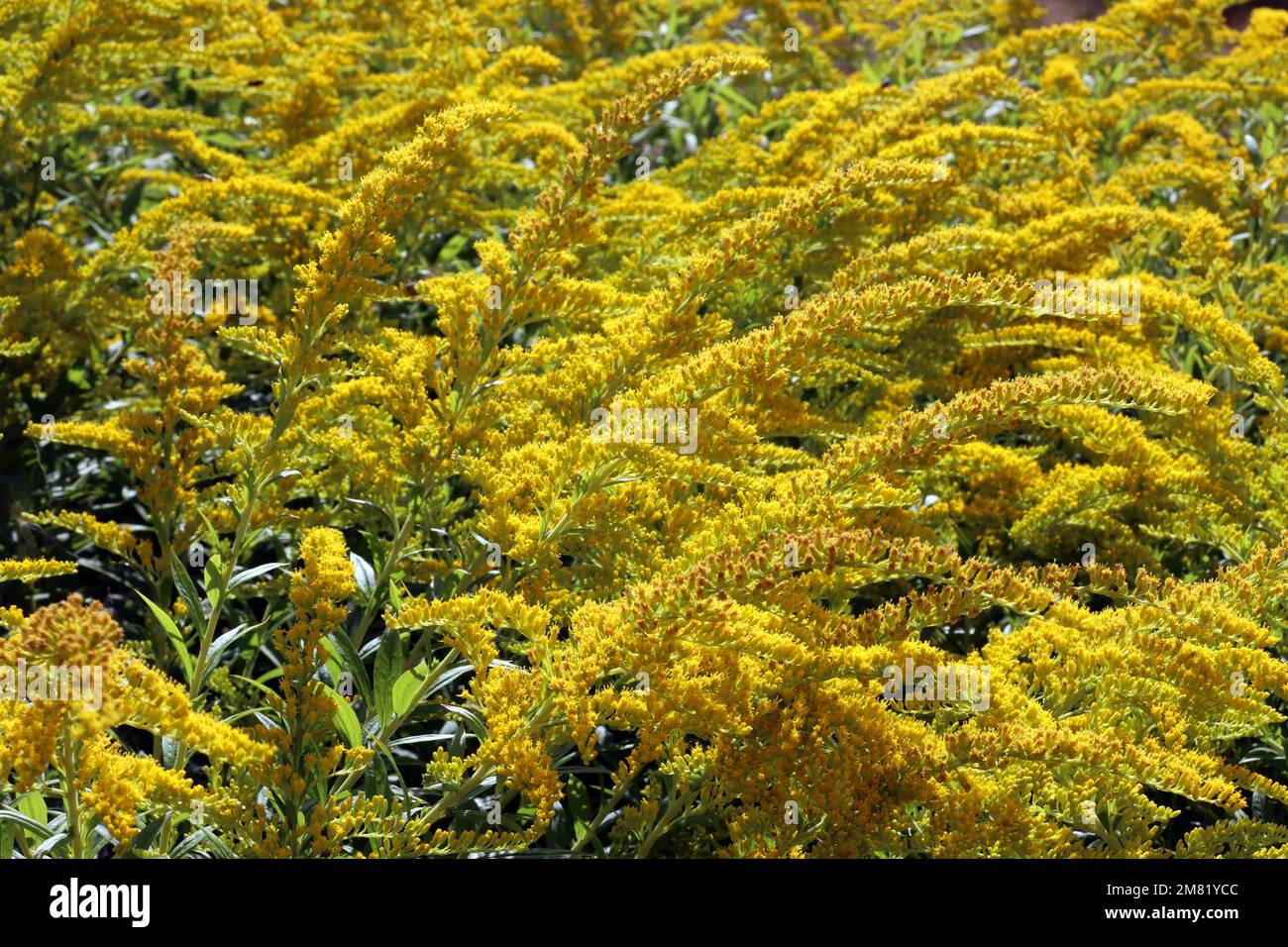 Goldrute (Solidago caesia) im Botanischen Garten, Nordrhein-Westfalen, Deutschland, Bonn Foto Stock