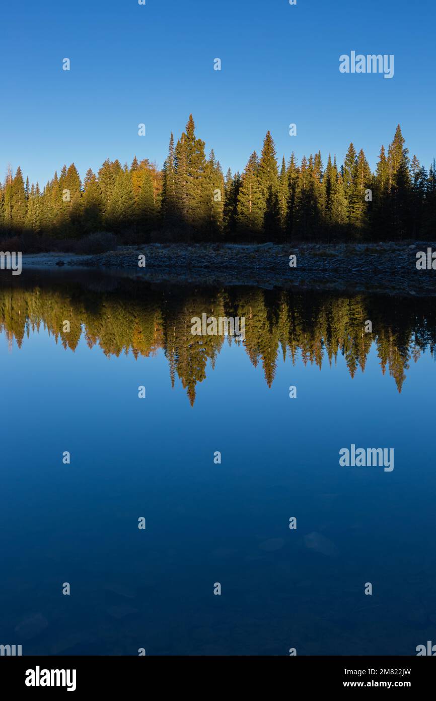 Abete Tree Lake Reflection - Crested Butte Colorado Foto Stock